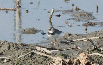 2022年11月11日(金) 愛西市の野鳥観察記録