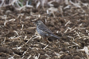 Water Pipit 神奈川県 Fri, 2/23/2018