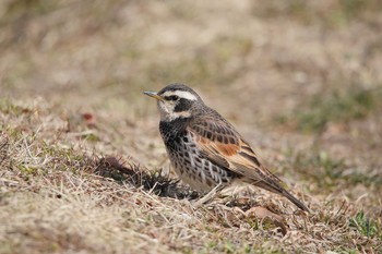 Dusky Thrush 名古屋牧野が池公園 Mon, 2/19/2018