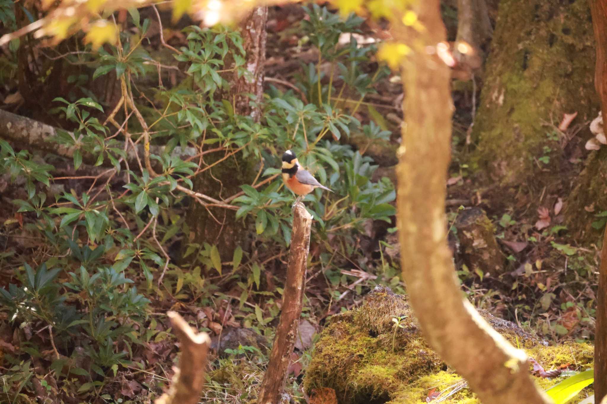 西湖野鳥の森公園 ヤマガラの写真 by atushiever