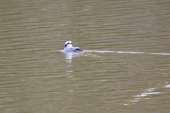 ミコアイサ 名古屋牧野が池公園 2018年2月19日(月)