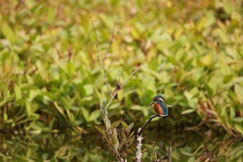 2022年11月7日(月) 大町自然観察園の野鳥観察記録