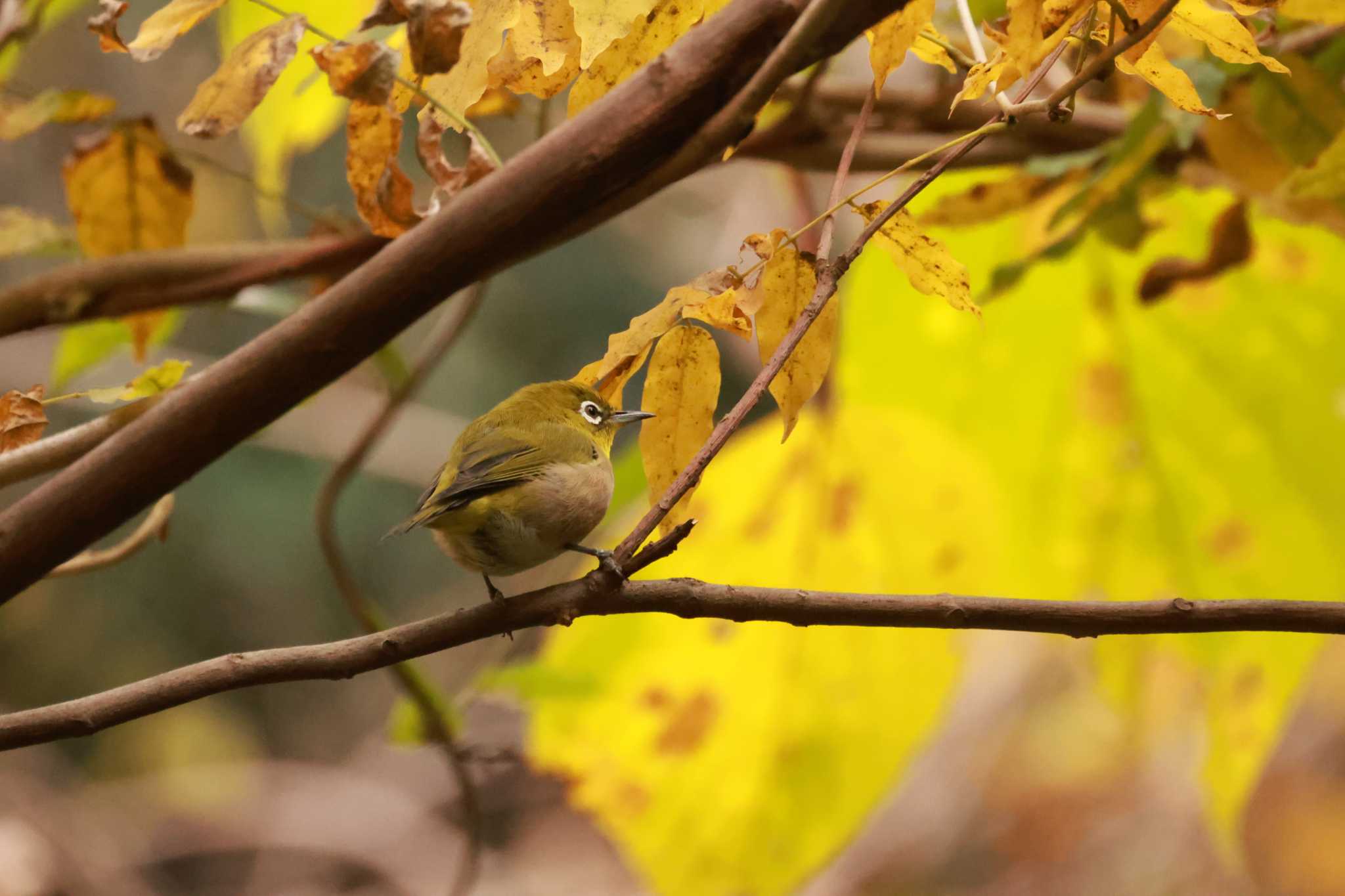 Warbling White-eye