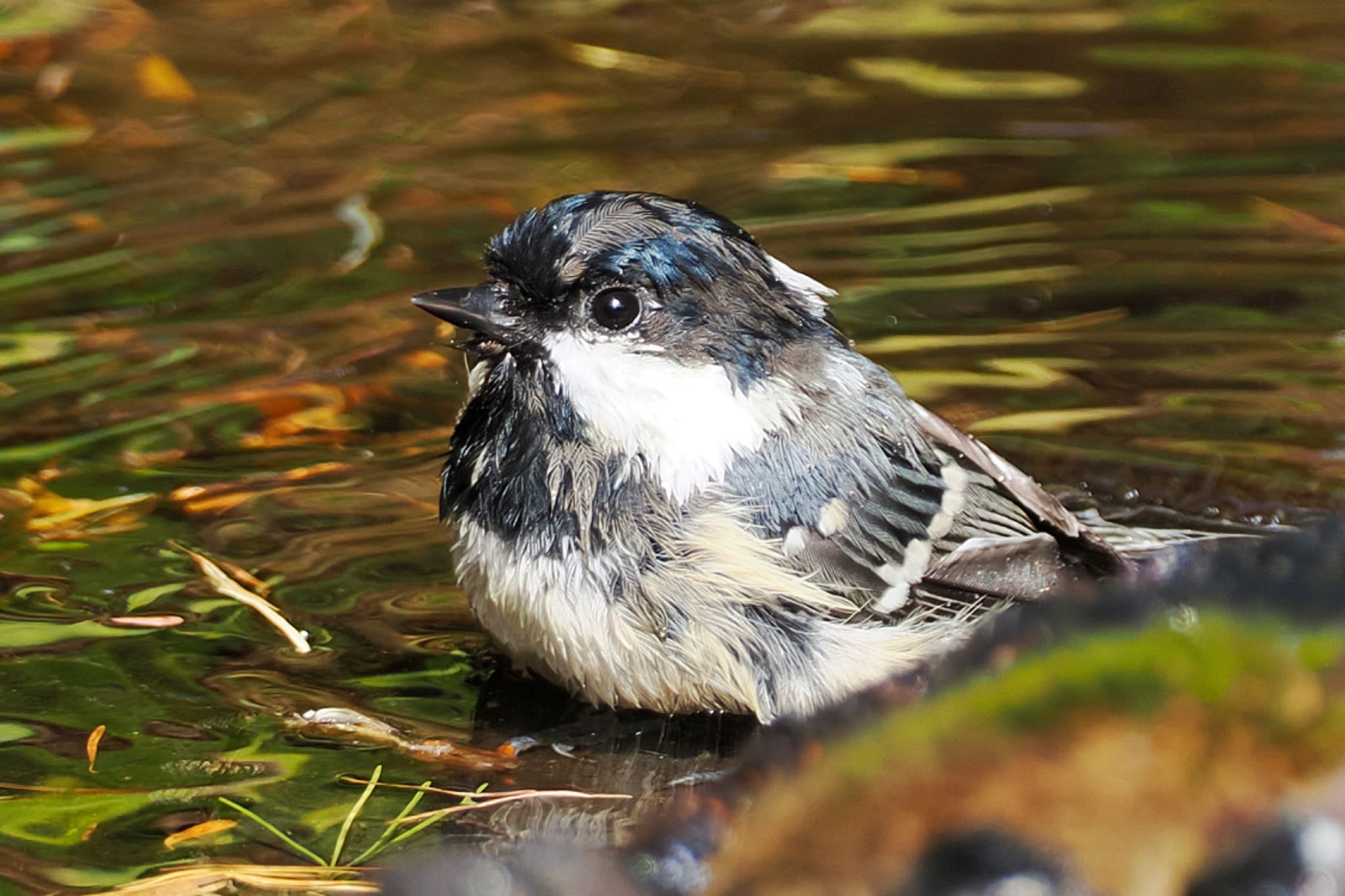 Coal Tit