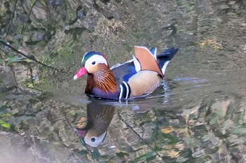 2022年11月6日(日) 奈良山公園の野鳥観察記録