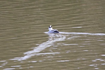 Smew 名古屋牧野が池公園 Mon, 2/19/2018