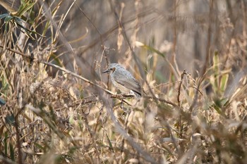 Brown-eared Bulbul 名古屋牧野が池公園 Mon, 2/19/2018