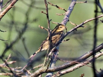 ビンズイ 守谷野鳥のみち 2022年11月11日(金)