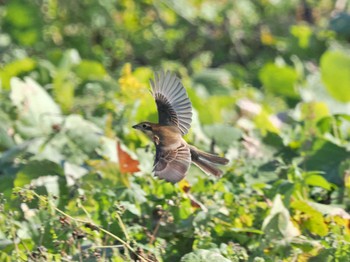 モズ 守谷野鳥のみち 2022年11月11日(金)