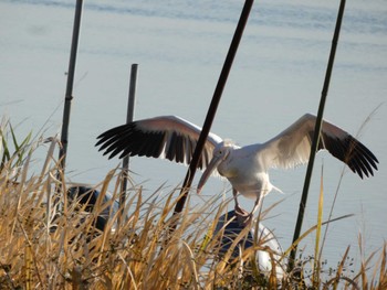 2022年11月6日(日) 北印旛沼の野鳥観察記録