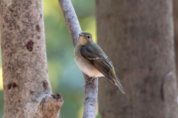 キビタキ 鳴尾浜 (西宮市) 2022年11月11日(金)