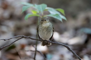 キビタキ 鳴尾浜(西宮市) 2022年11月11日(金)