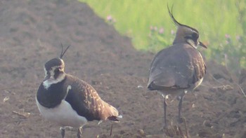 Sun, 11/6/2022 Birding report at 平塚田んぼ