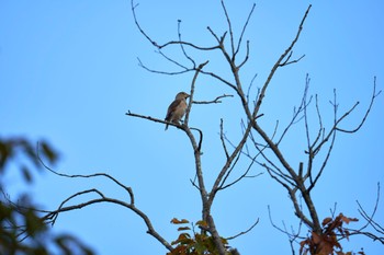 2022年11月12日(土) 野川の野鳥観察記録