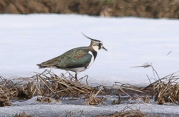 1970年1月1日(木) 小松市の野鳥観察記録