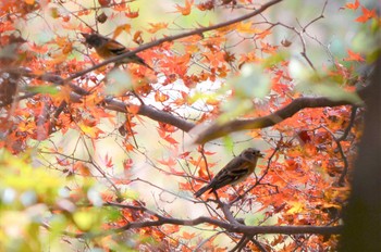 アトリ 御船山楽園 2018年11月30日(金)