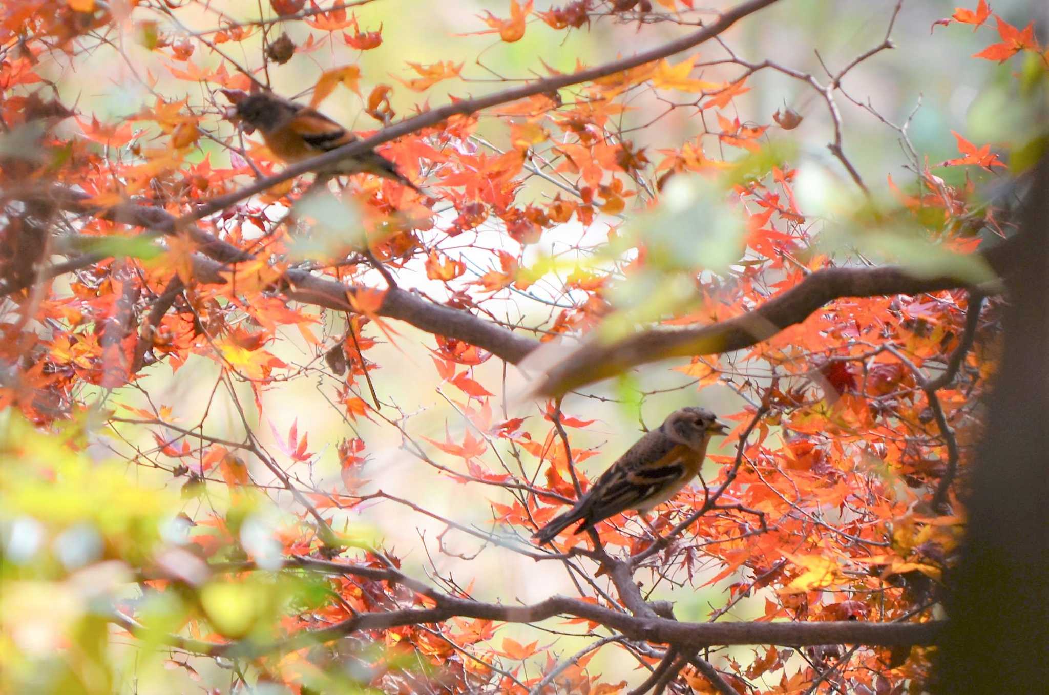 Photo of Brambling at 御船山楽園 by こうきとさき