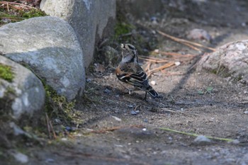 アトリ 兼六園 2022年10月26日(水)