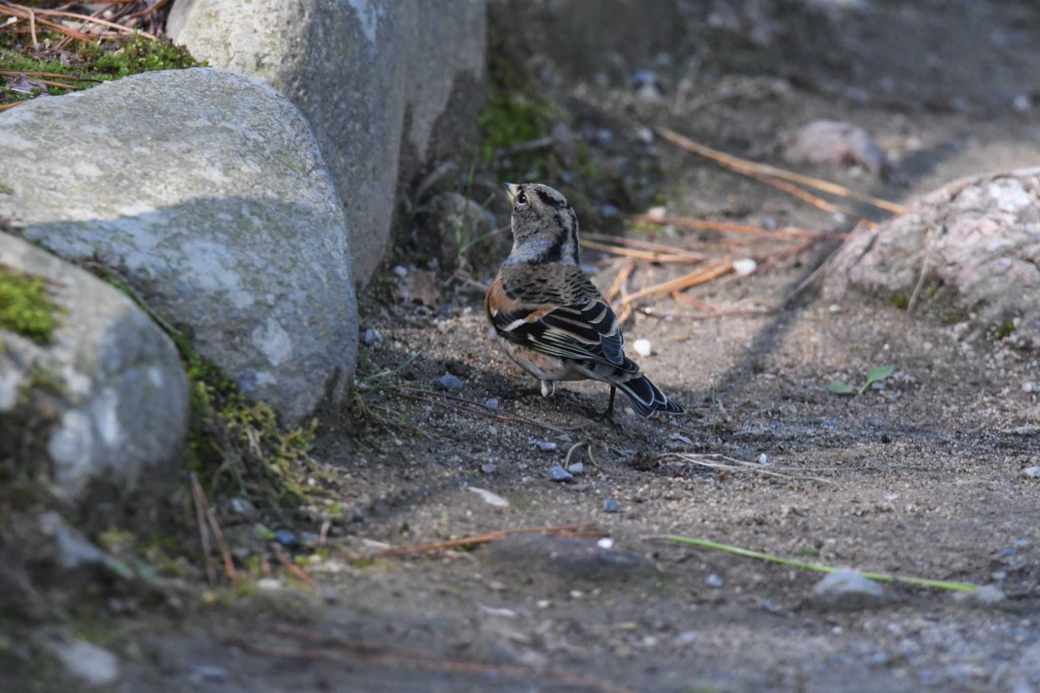 Photo of Brambling at Kenrokuen by こうきとさき