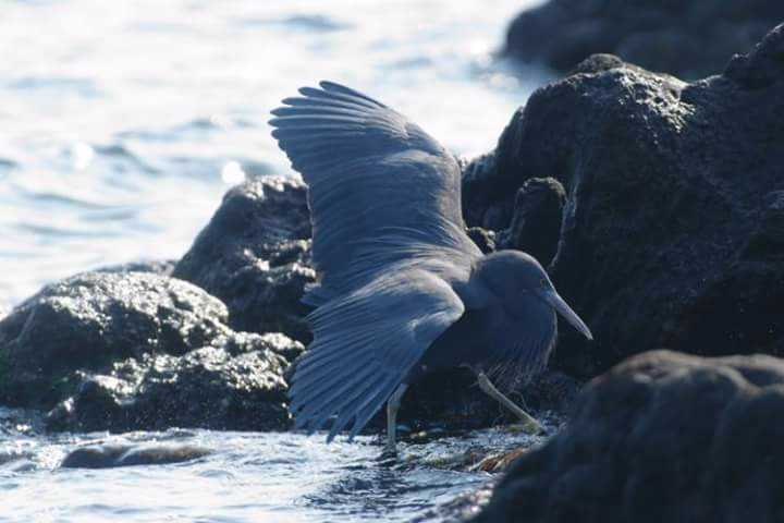 Photo of Pacific Reef Heron at  by bea