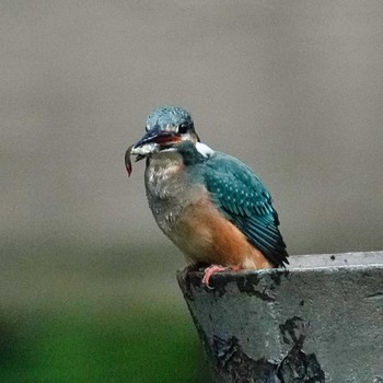 Common Kingfisher 九龍公園 Fri, 10/28/2022