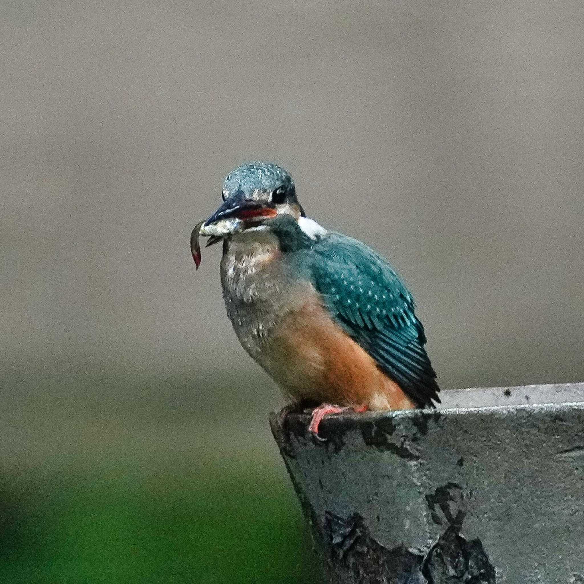 Common Kingfisher