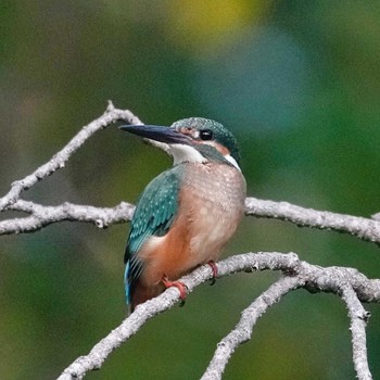 Common Kingfisher 九龍公園 Fri, 10/28/2022