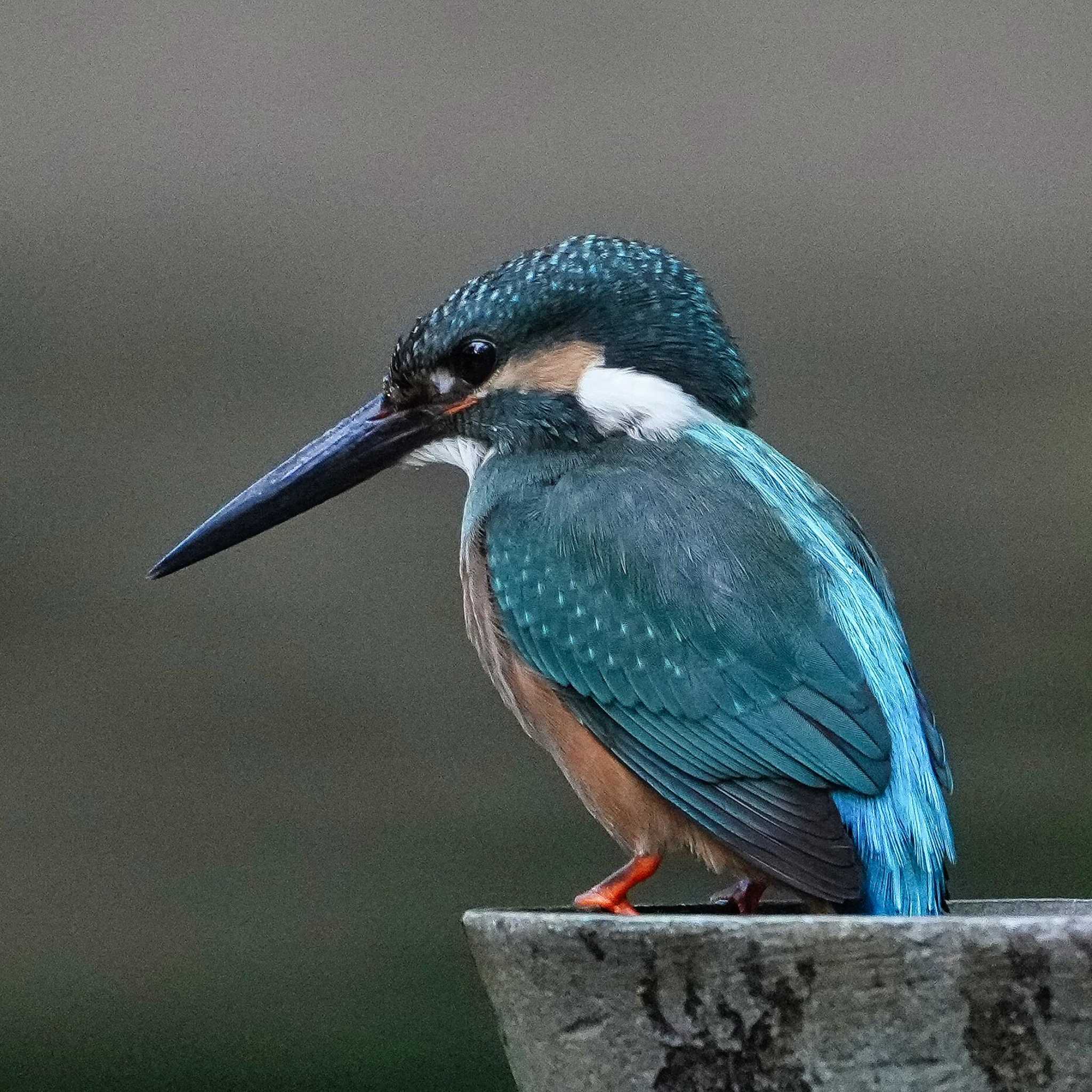 Common Kingfisher