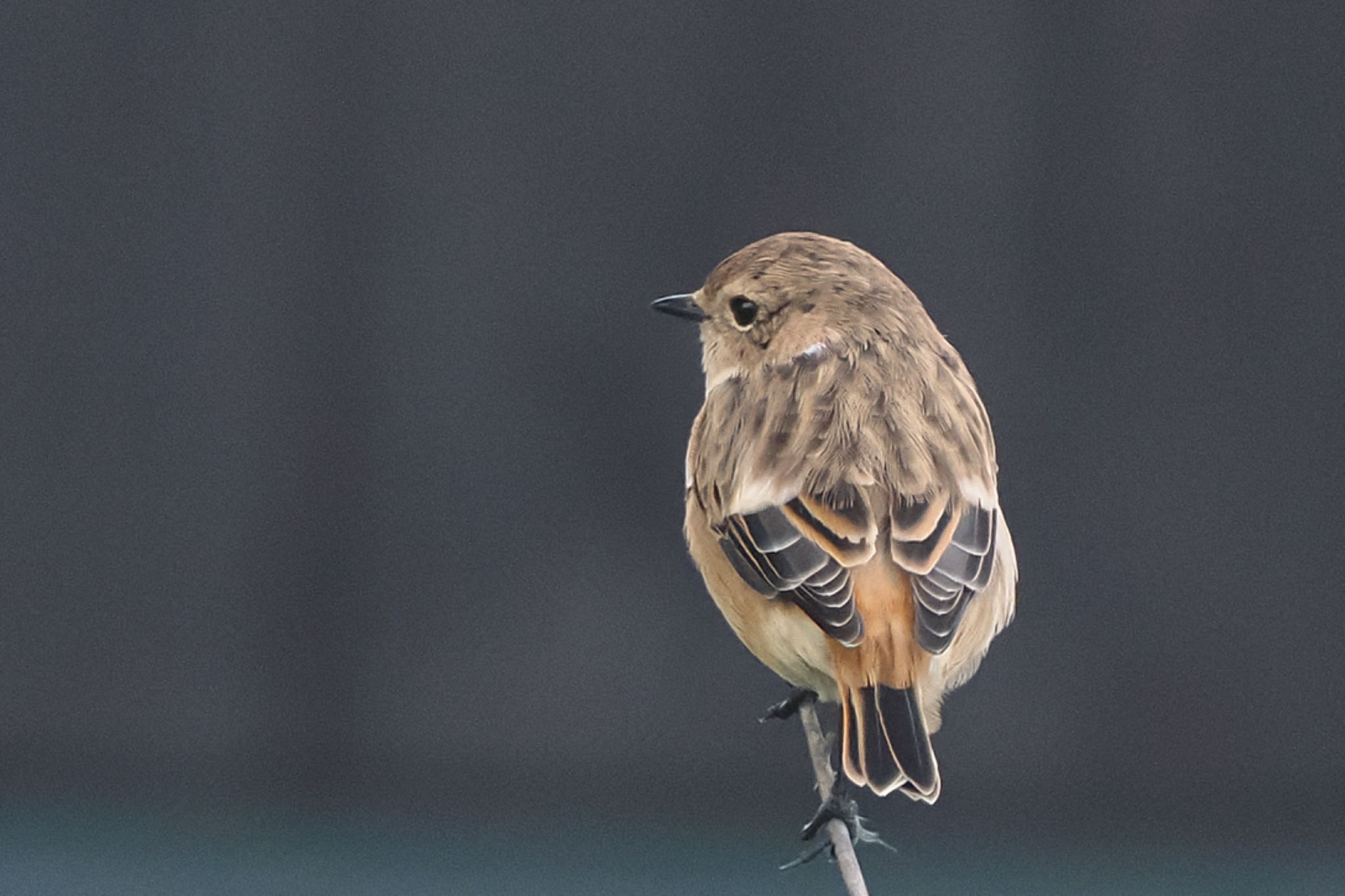 Amur Stonechat