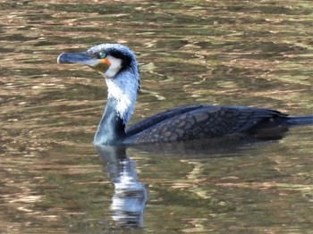 Great Cormorant 平塚市金目川 Sat, 11/12/2022