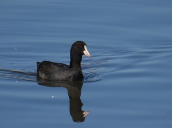 Eurasian Coot 波志江沼環境ふれあい公園 Sun, 11/6/2022