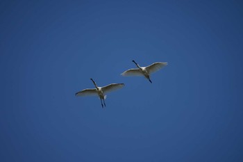 Eurasian Spoonbill 潟ノ内(島根県松江市) Sat, 11/12/2022