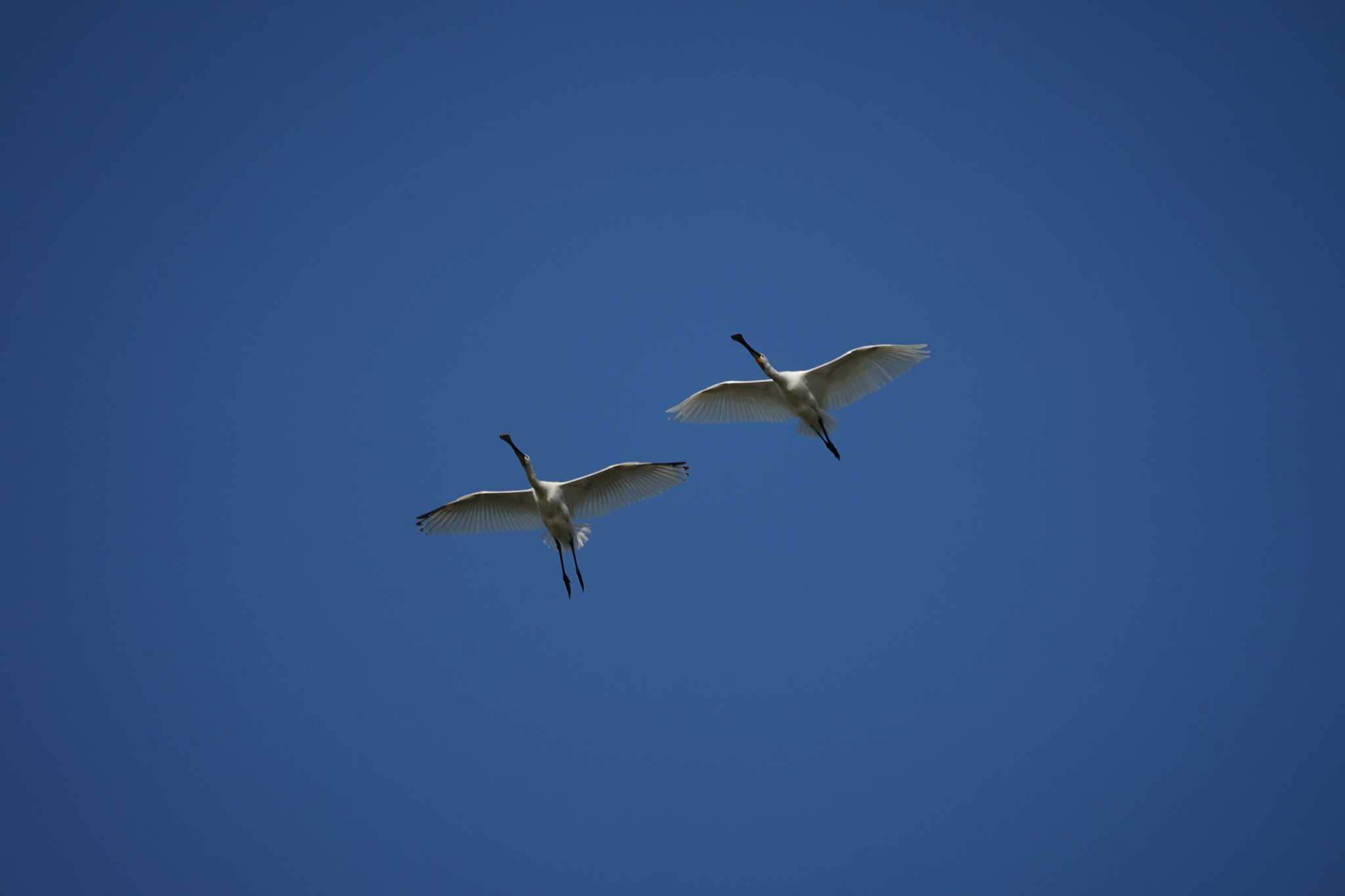 Photo of Eurasian Spoonbill at 潟ノ内(島根県松江市) by ひらも