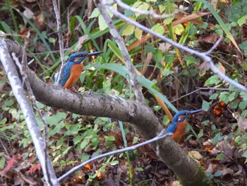 Common Kingfisher 生駒山 Sat, 11/12/2022