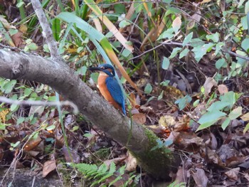 Common Kingfisher 生駒山 Sat, 11/12/2022