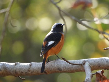 Daurian Redstart 生駒山 Sat, 11/12/2022