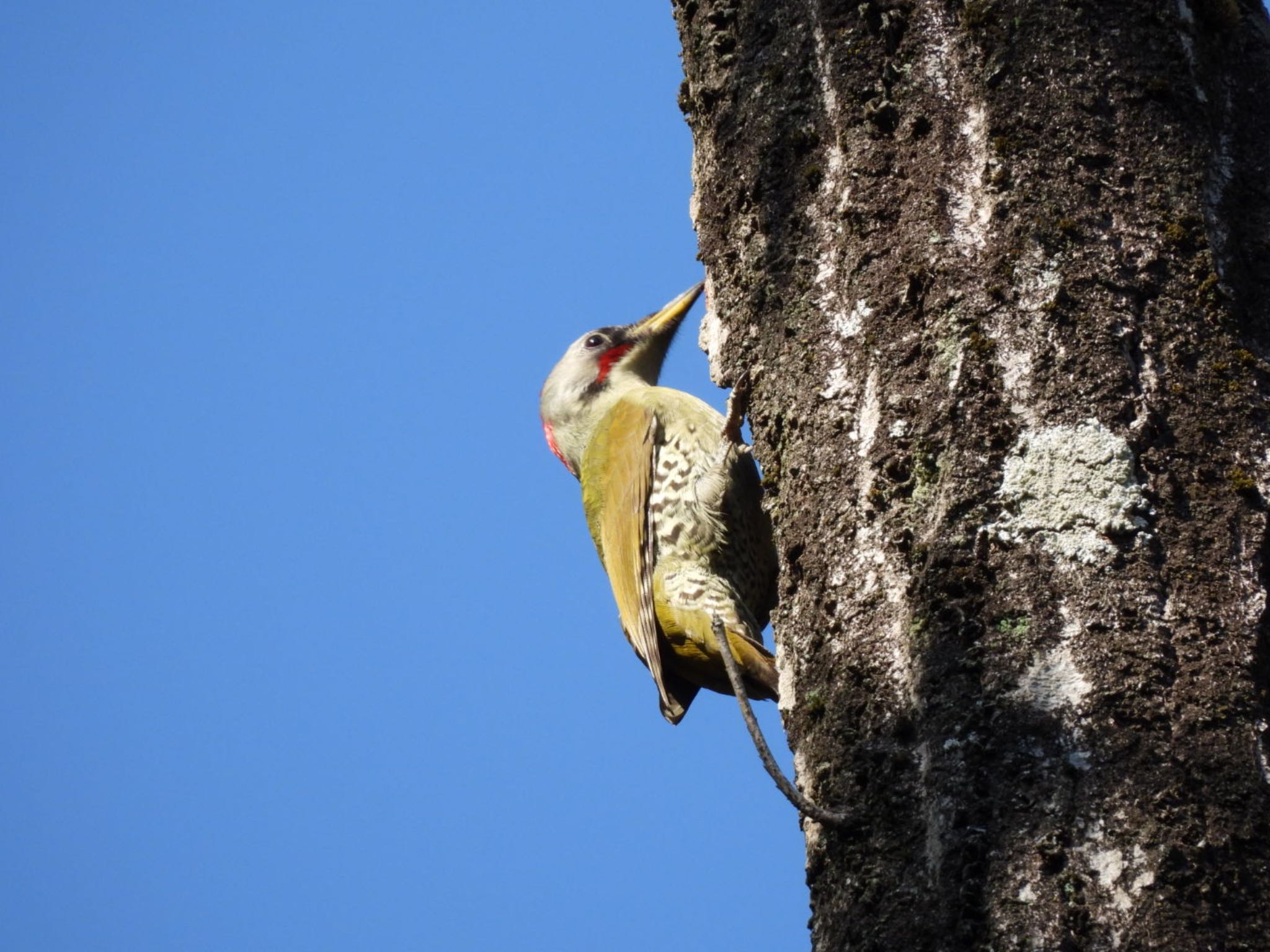 Photo of Japanese Green Woodpecker at 生駒山 by Yukarich