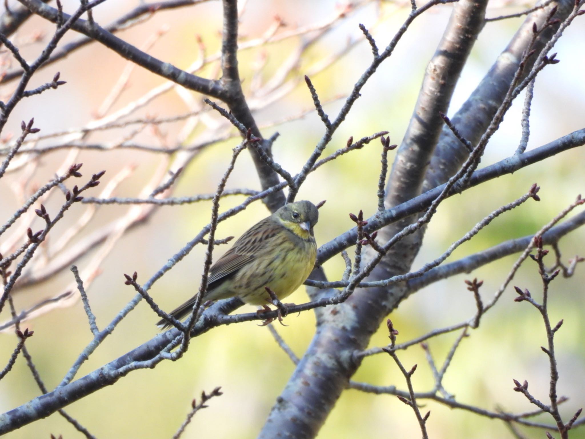 Photo of Masked Bunting at 生駒山 by Yukarich