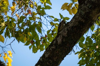 コゲラ 京都府立植物園 2022年11月12日(土)