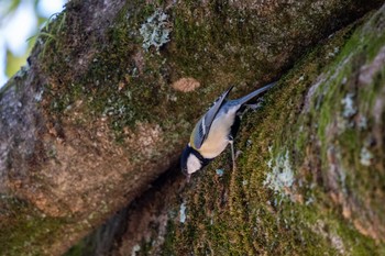 シジュウカラ 京都府立植物園 2022年11月12日(土)