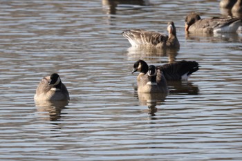 Fri, 11/11/2022 Birding report at 長都沼(千歳市)