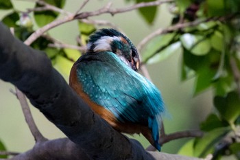 Common Kingfisher Machida Yakushiike Park Sat, 11/12/2022