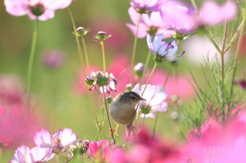 マミハウチワドリ 中国広東省 2019年11月10日(日)