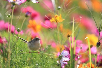 マミハウチワドリ 中国広東省 2019年11月10日(日)