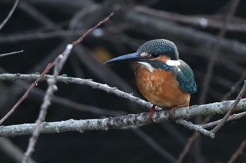 Common Kingfisher 鶴見川 Sat, 11/12/2022