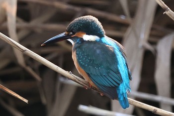 Common Kingfisher 鶴見川 Sat, 11/12/2022