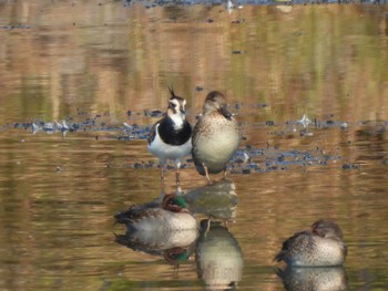 Northern Lapwing 兵庫県明石市 Sat, 11/12/2022