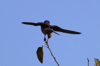 Common Kestrel 入間川(笹井堰周辺) Sat, 11/12/2022