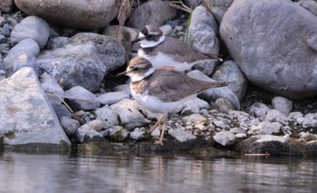 Long-billed Plover 入間川(笹井堰周辺) Sat, 11/12/2022