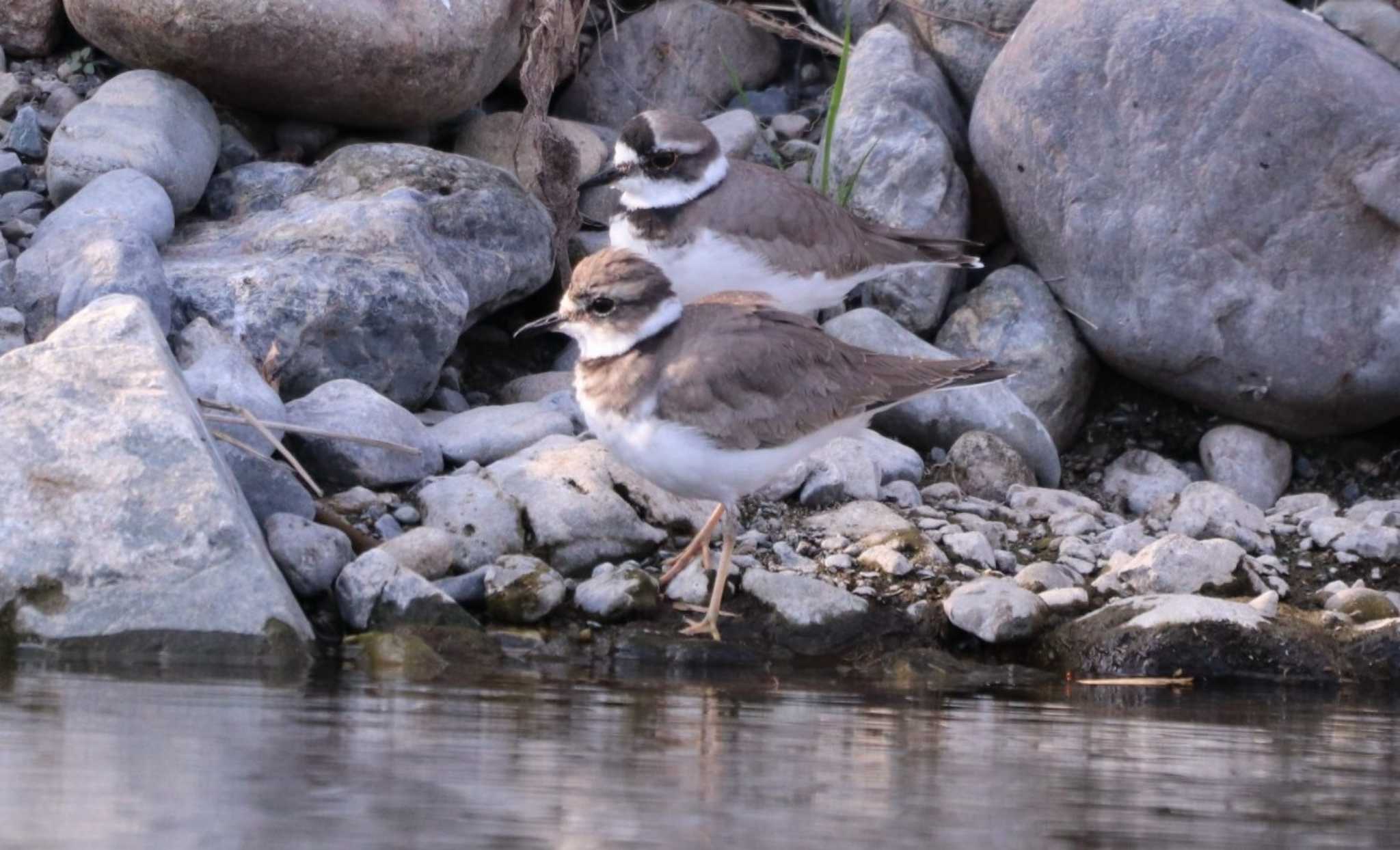 Photo of Long-billed Plover at 入間川(笹井堰周辺) by ひろ